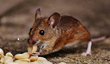 24 Hour & Emergency Exterminators in San Tan Valley, AZ